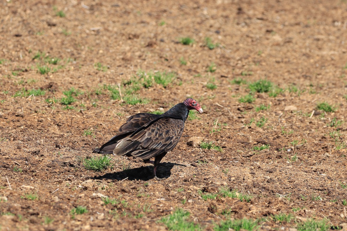 Turkey Vulture - Gailen Wilbrink