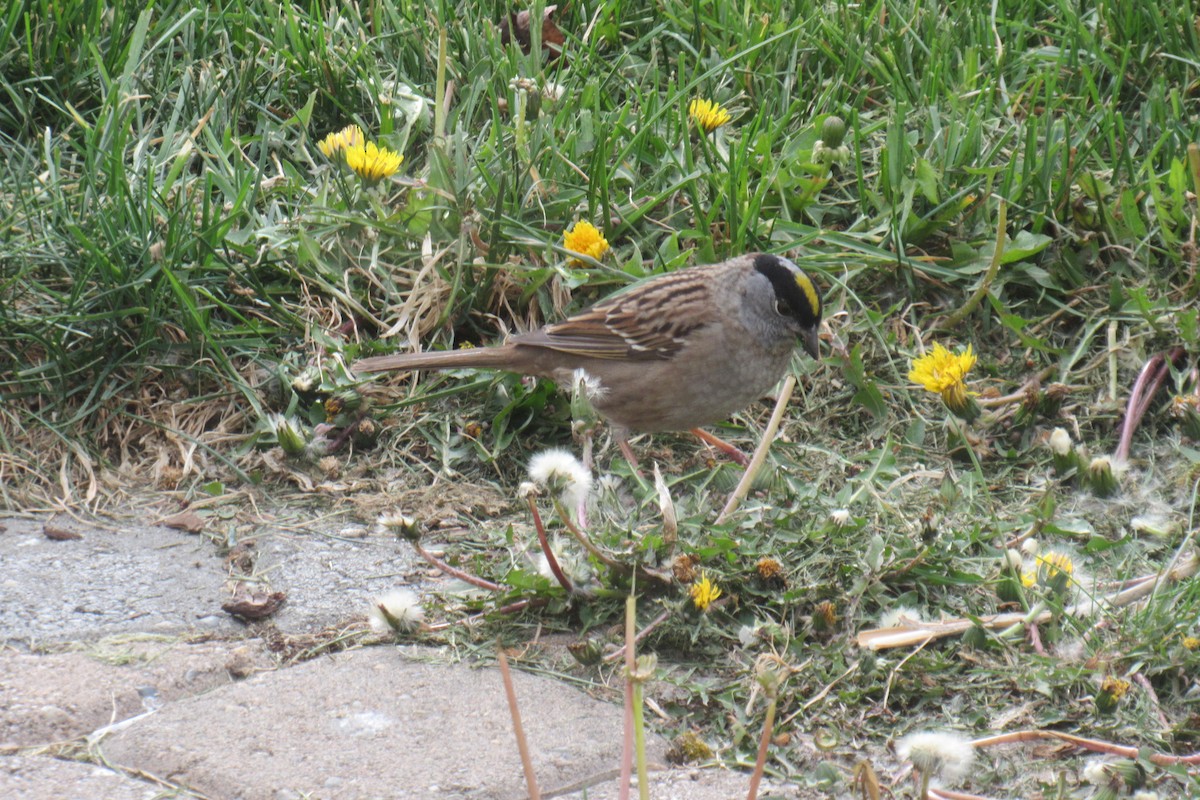 Golden-crowned Sparrow - ML618330741