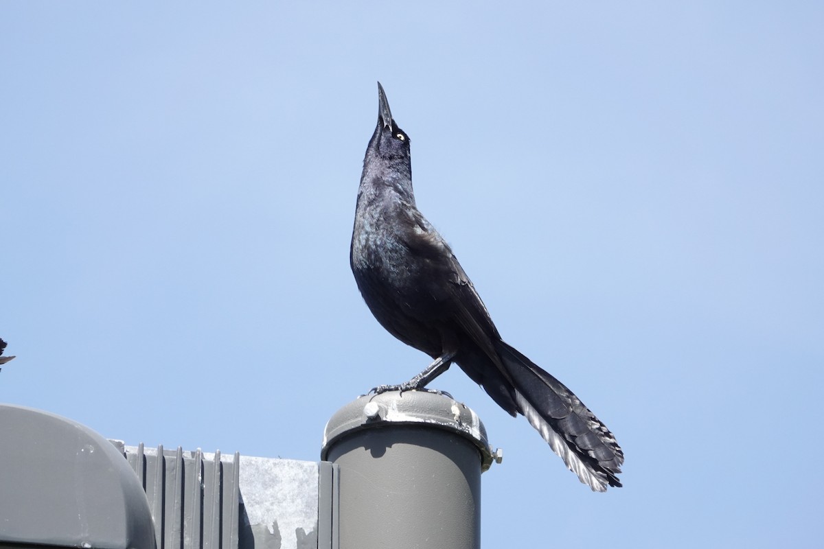Great-tailed Grackle - ML618330743