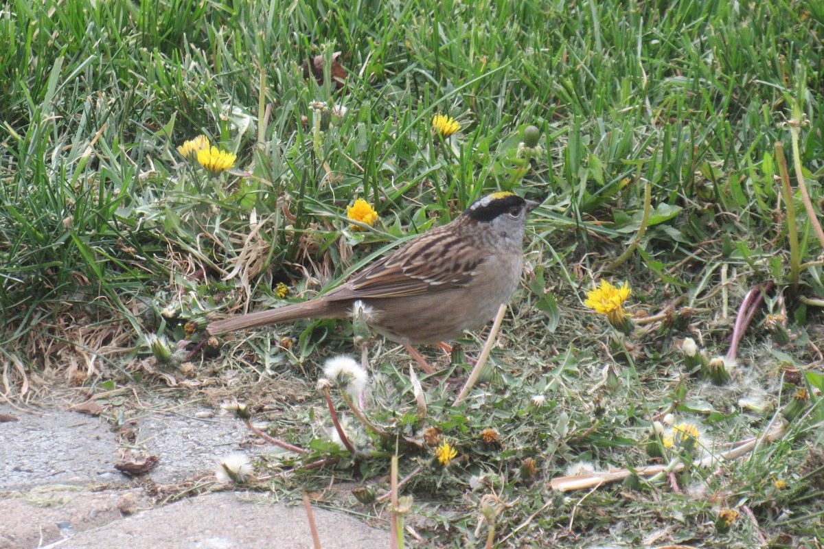 Golden-crowned Sparrow - ML618330745