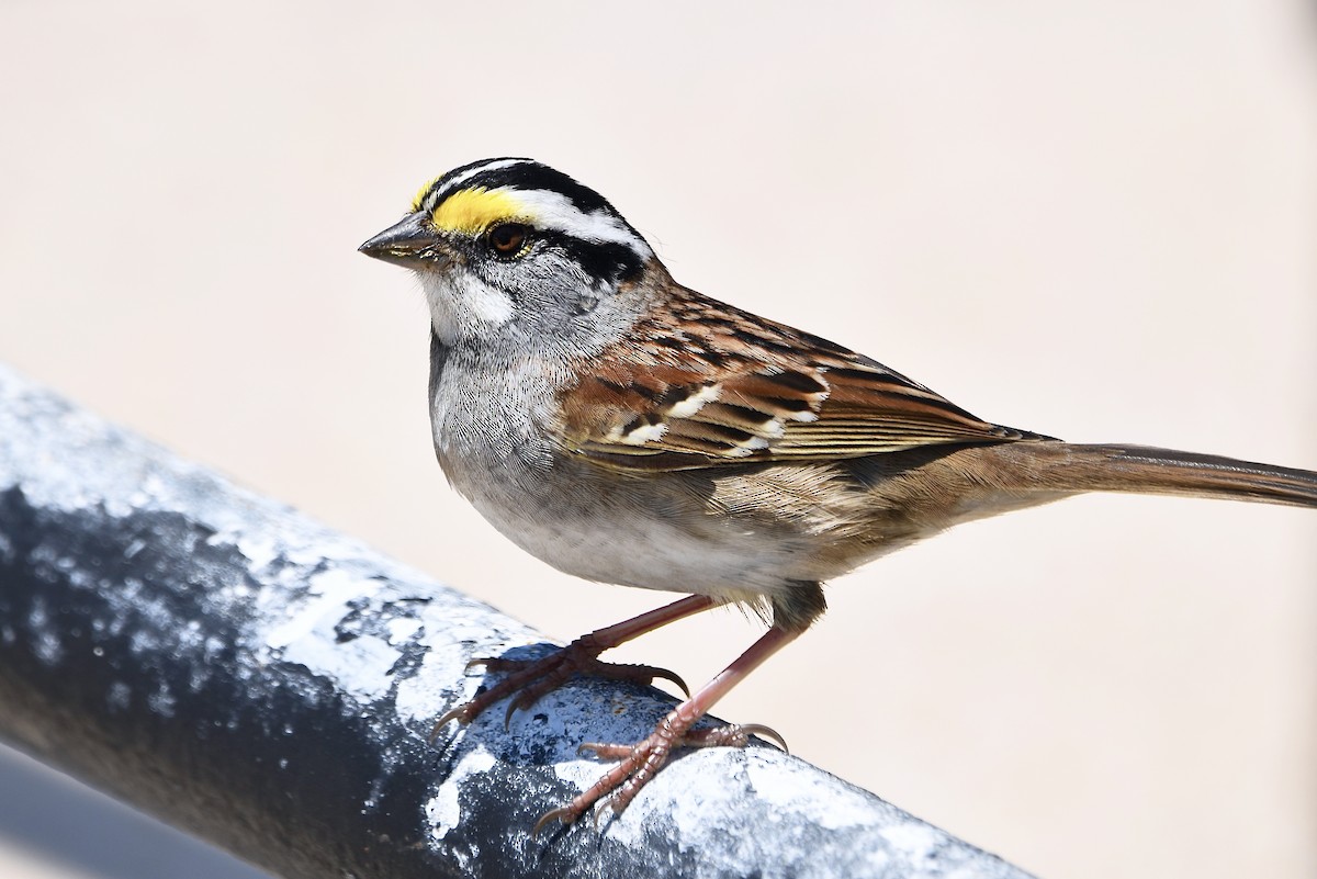 White-throated Sparrow - ML618330854