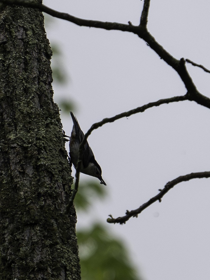 White-breasted Nuthatch - ML618330892