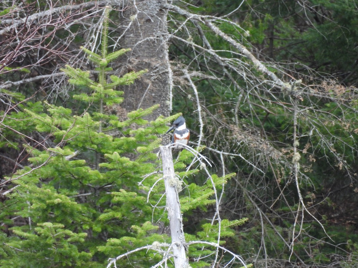 Belted Kingfisher - ML618330920