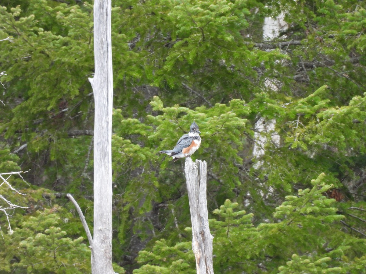 Belted Kingfisher - ML618330921
