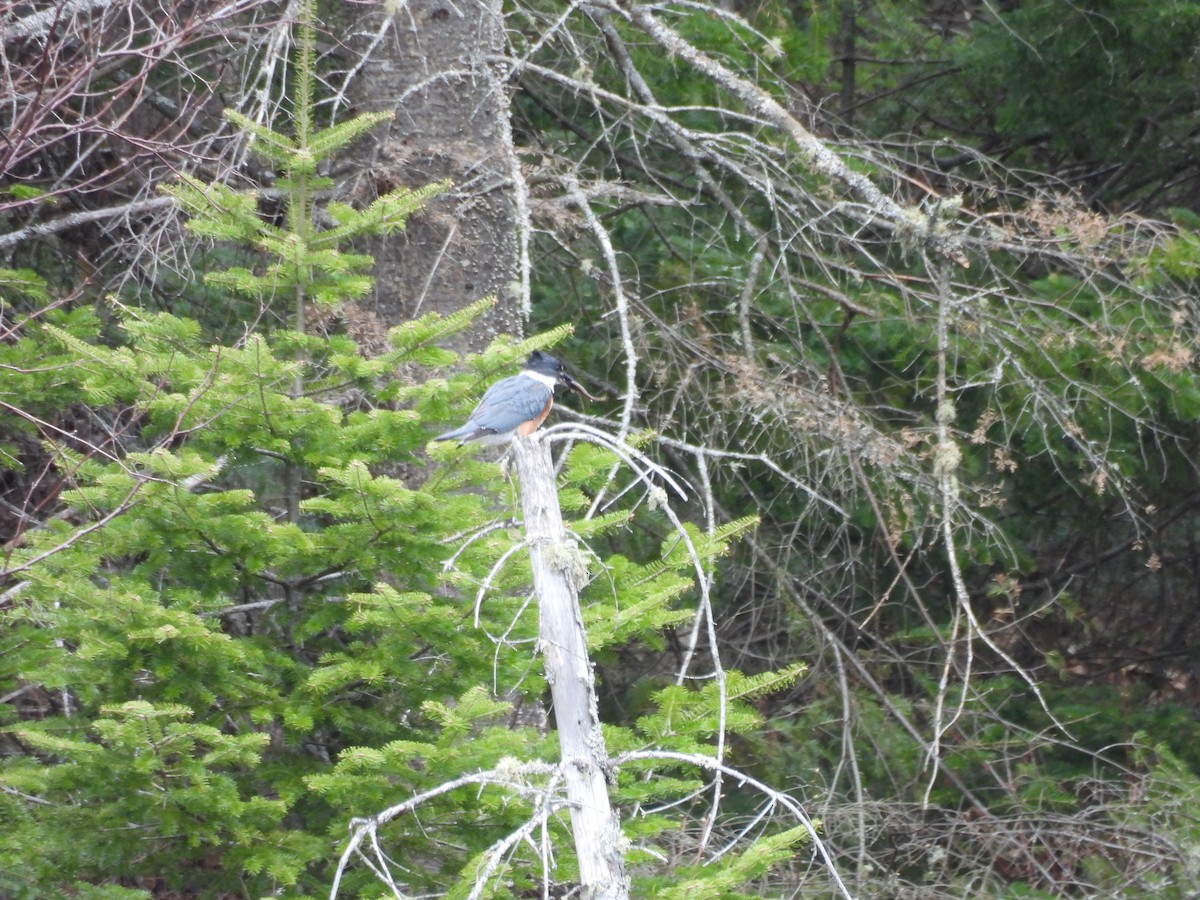 Belted Kingfisher - ML618330922