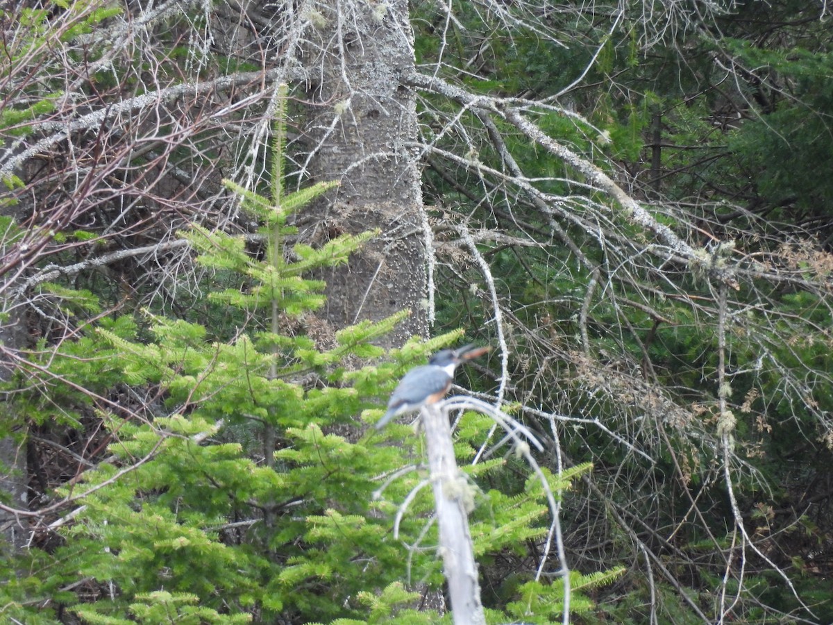Belted Kingfisher - ML618330923