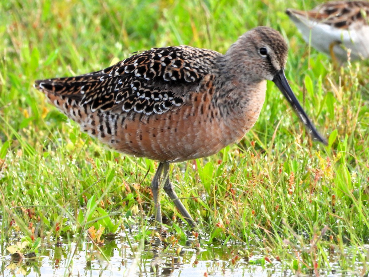 Long-billed Dowitcher - ML618330956