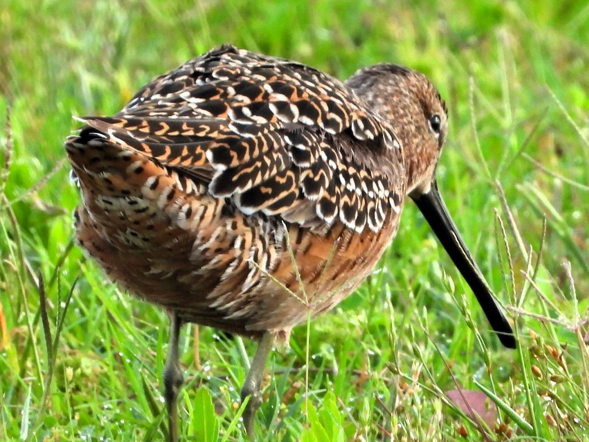 Long-billed Dowitcher - ML618330965