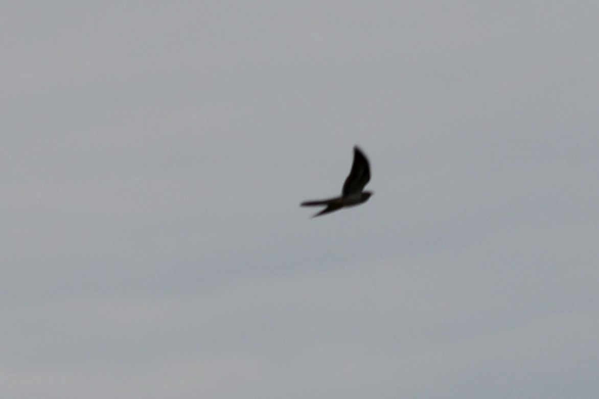 Common Cuckoo - ML618330966