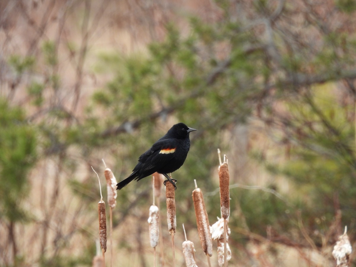 Red-winged Blackbird - ML618331001