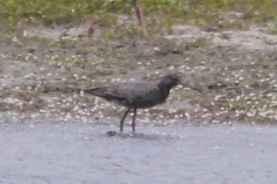 Spotted Redshank - ML618331002
