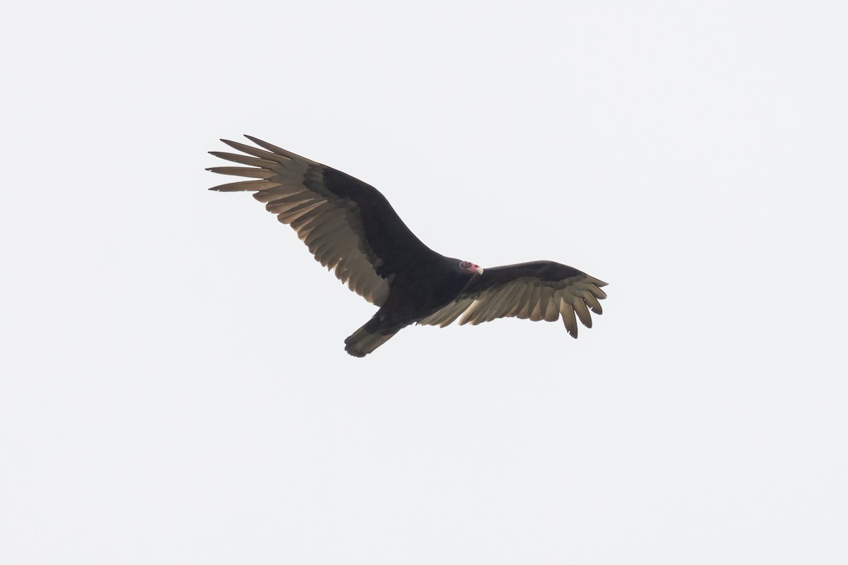 Turkey Vulture - ML618331004