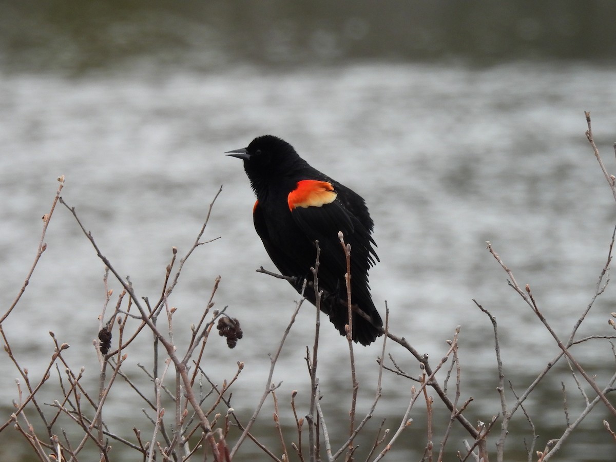 Red-winged Blackbird - ML618331007