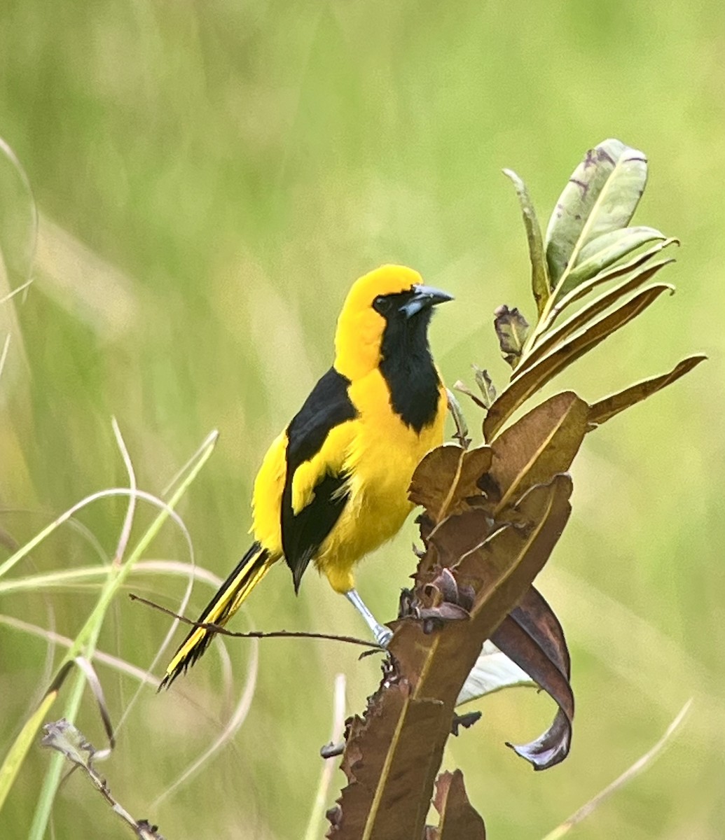 Yellow-tailed Oriole - Billie Knight