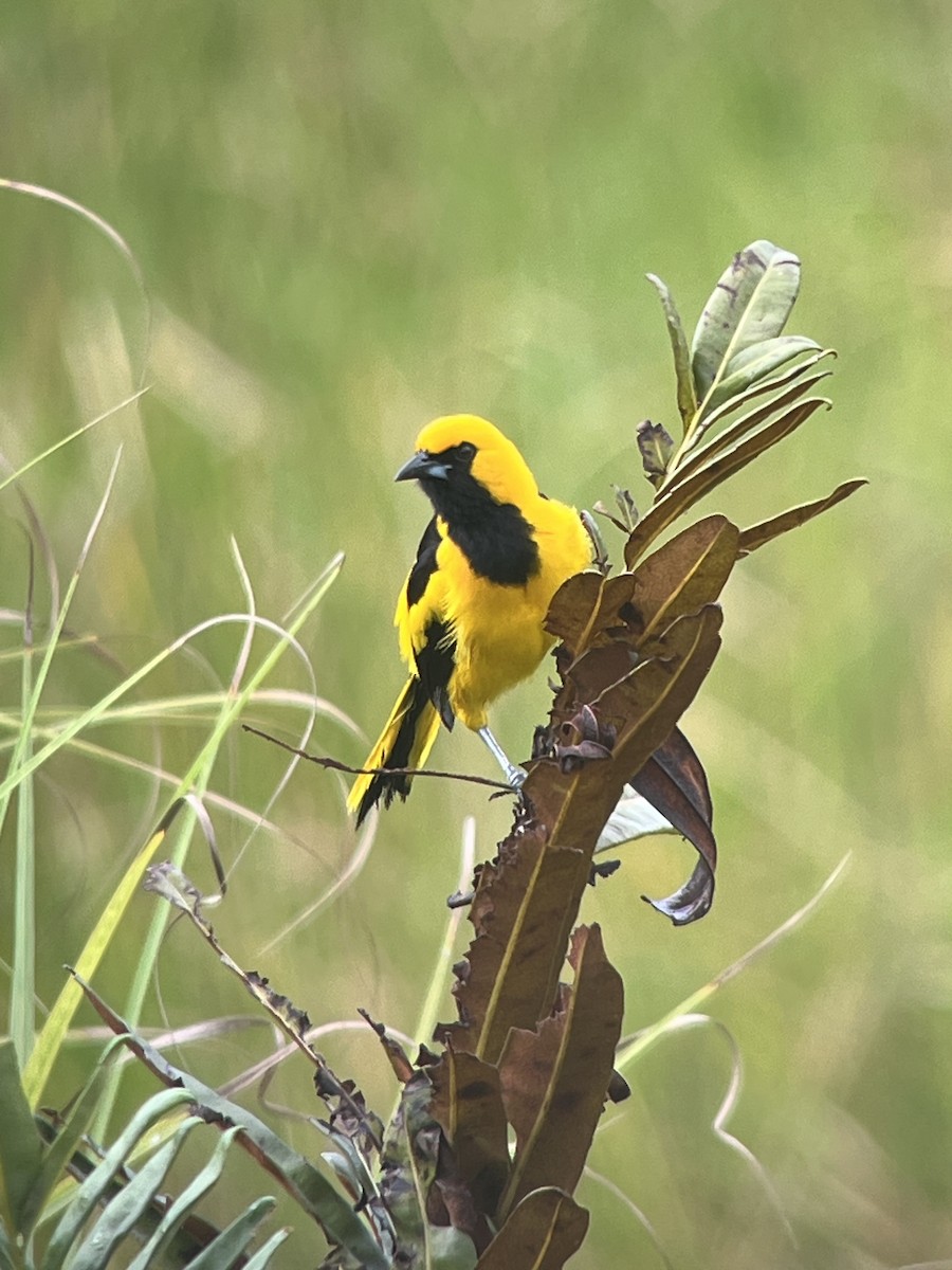 Yellow-tailed Oriole - ML618331009