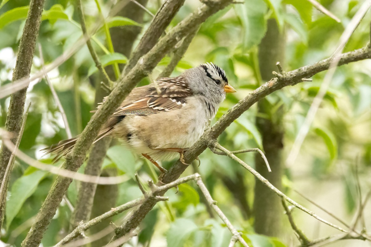 White-crowned Sparrow - ML618331020