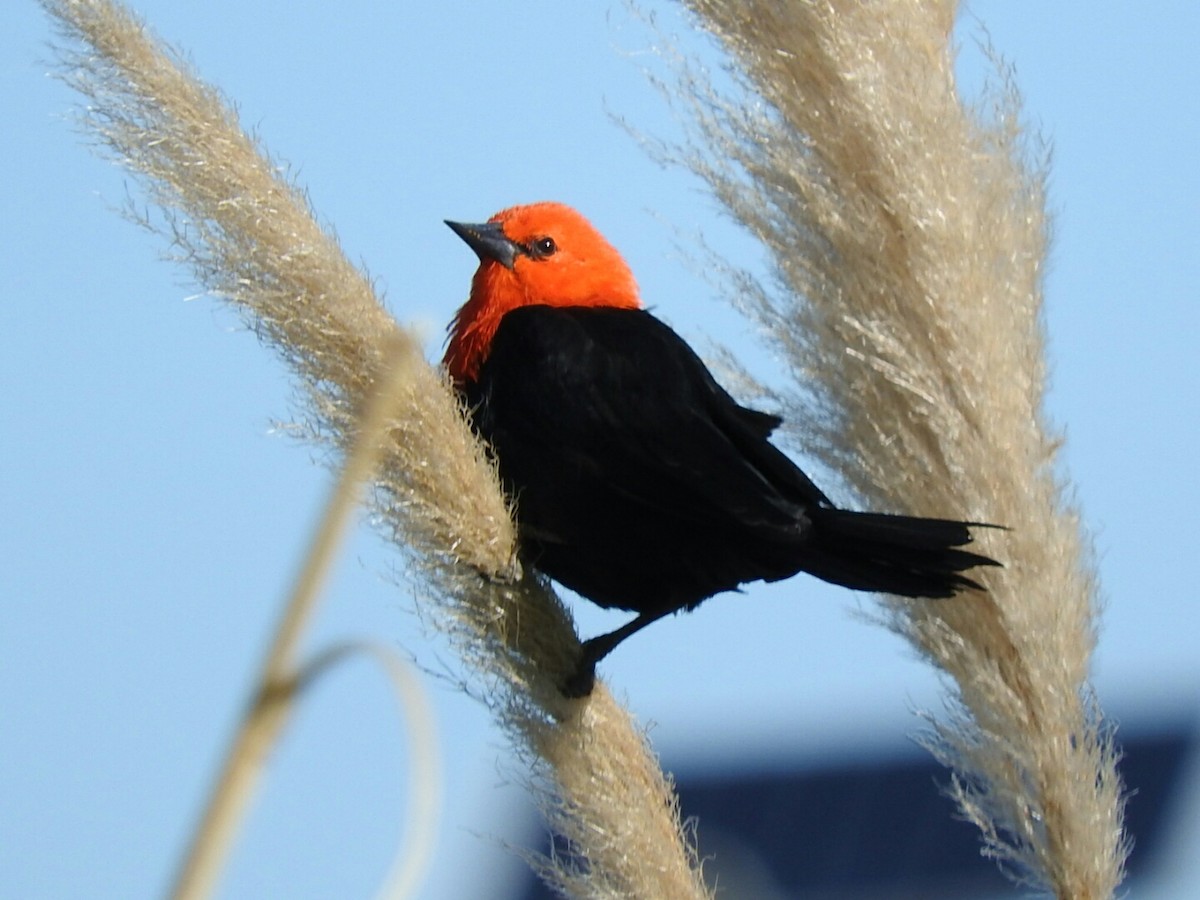 Scarlet-headed Blackbird - ML618331022