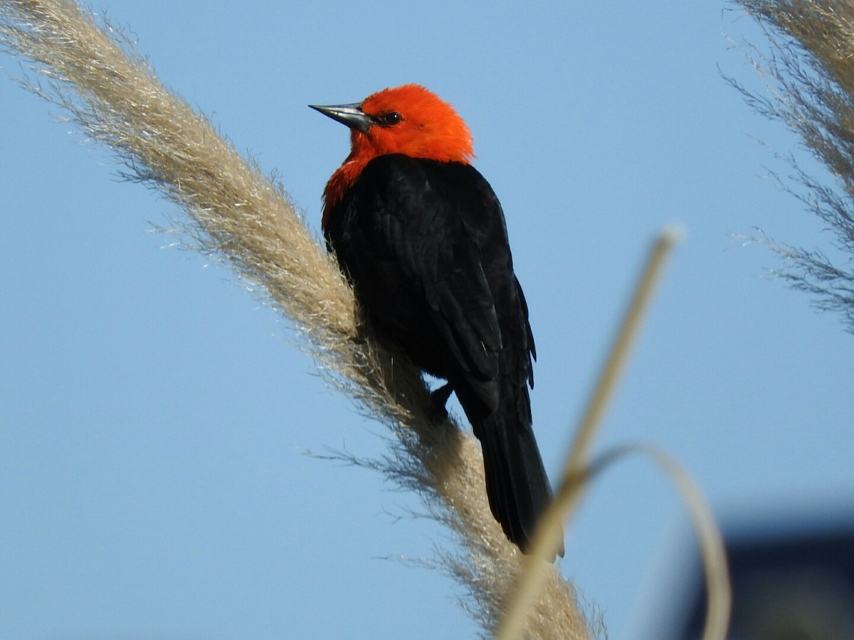 Scarlet-headed Blackbird - ML618331023