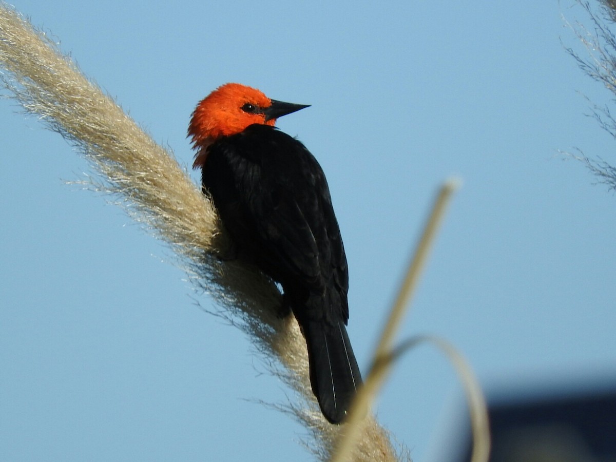 Scarlet-headed Blackbird - ML618331025