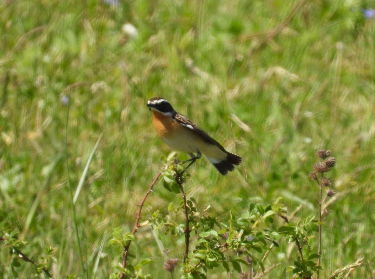 Whinchat - ML618331028