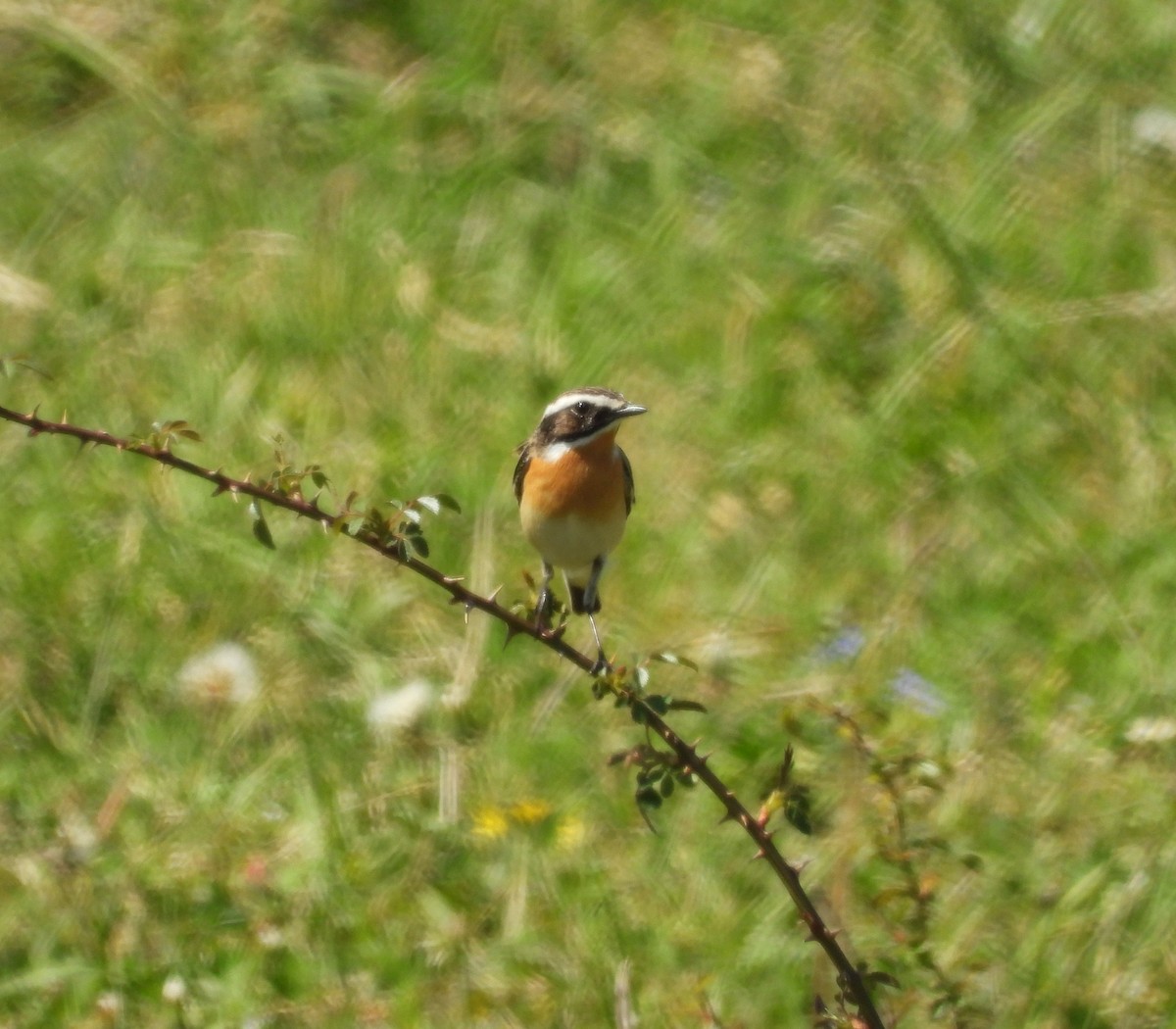 Whinchat - ML618331029