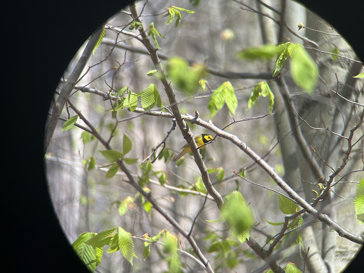 Hooded Warbler - ML618331036
