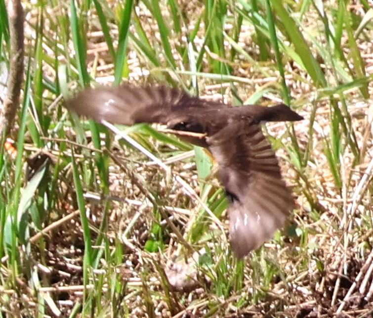 Northern Rough-winged Swallow - ML618331060