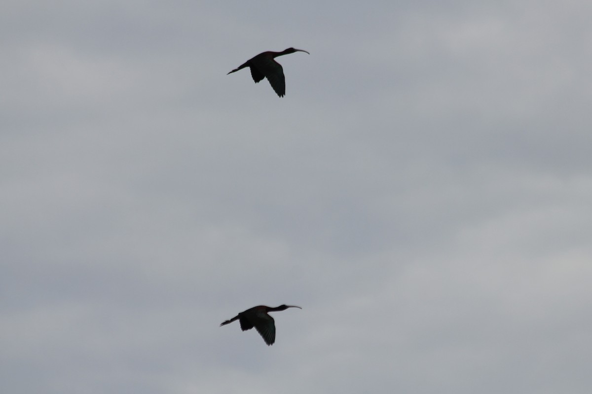 ibis hnědý - ML618331071