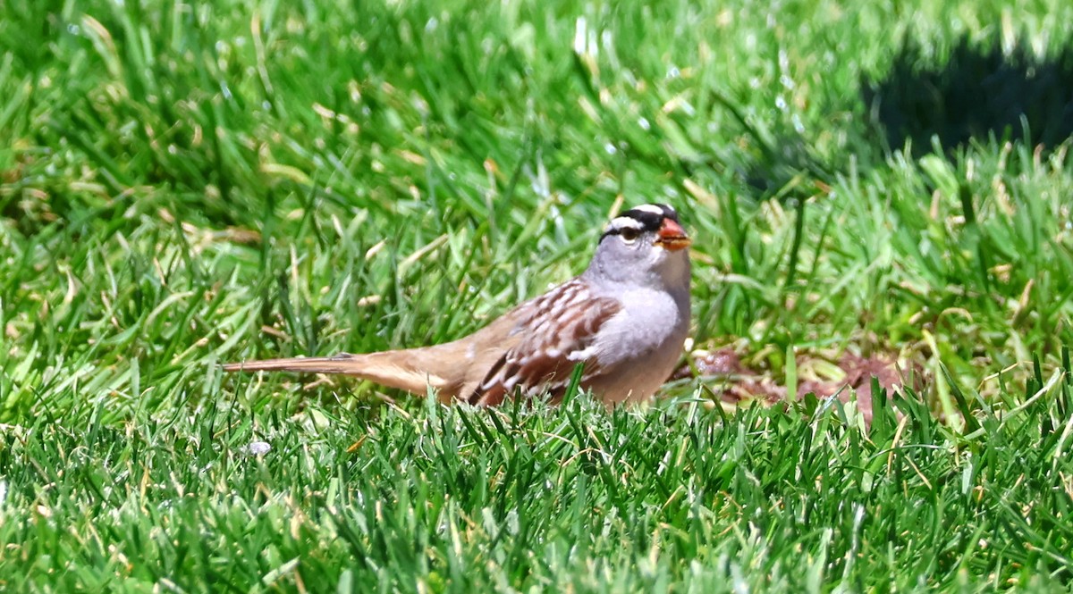 White-crowned Sparrow - ML618331113