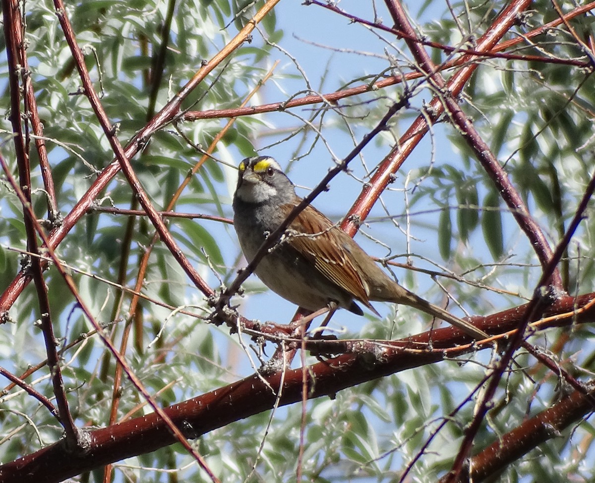 White-throated Sparrow - ML618331141