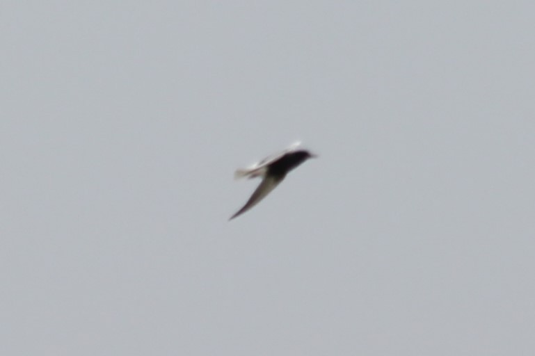 White-winged Tern - ML618331164