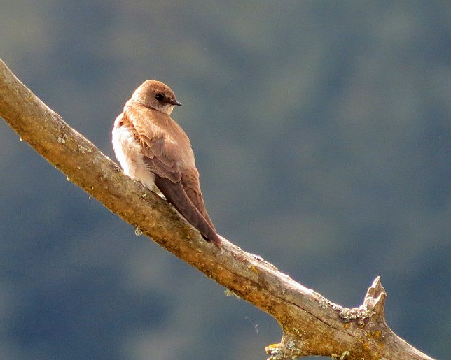 Northern Rough-winged Swallow - ML618331166