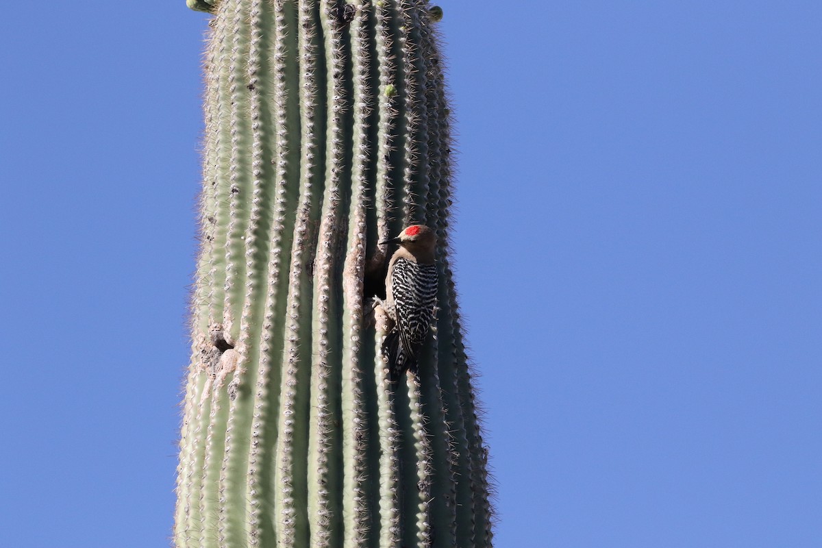Gila Woodpecker - ML618331185
