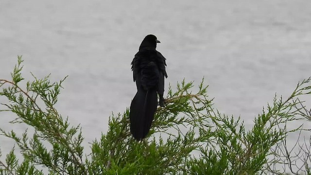 Great-tailed Grackle - ML618331197