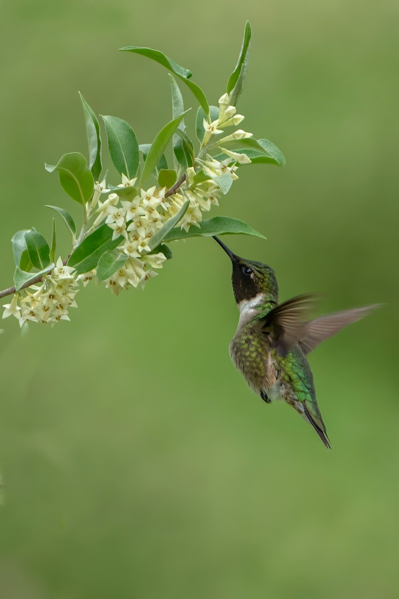Ruby-throated Hummingbird - ML618331247