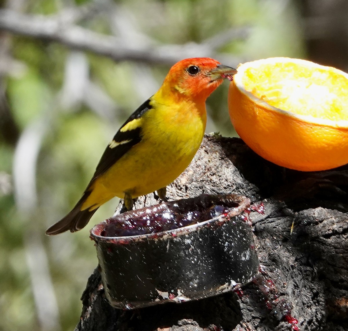 Western Tanager - ML618331256