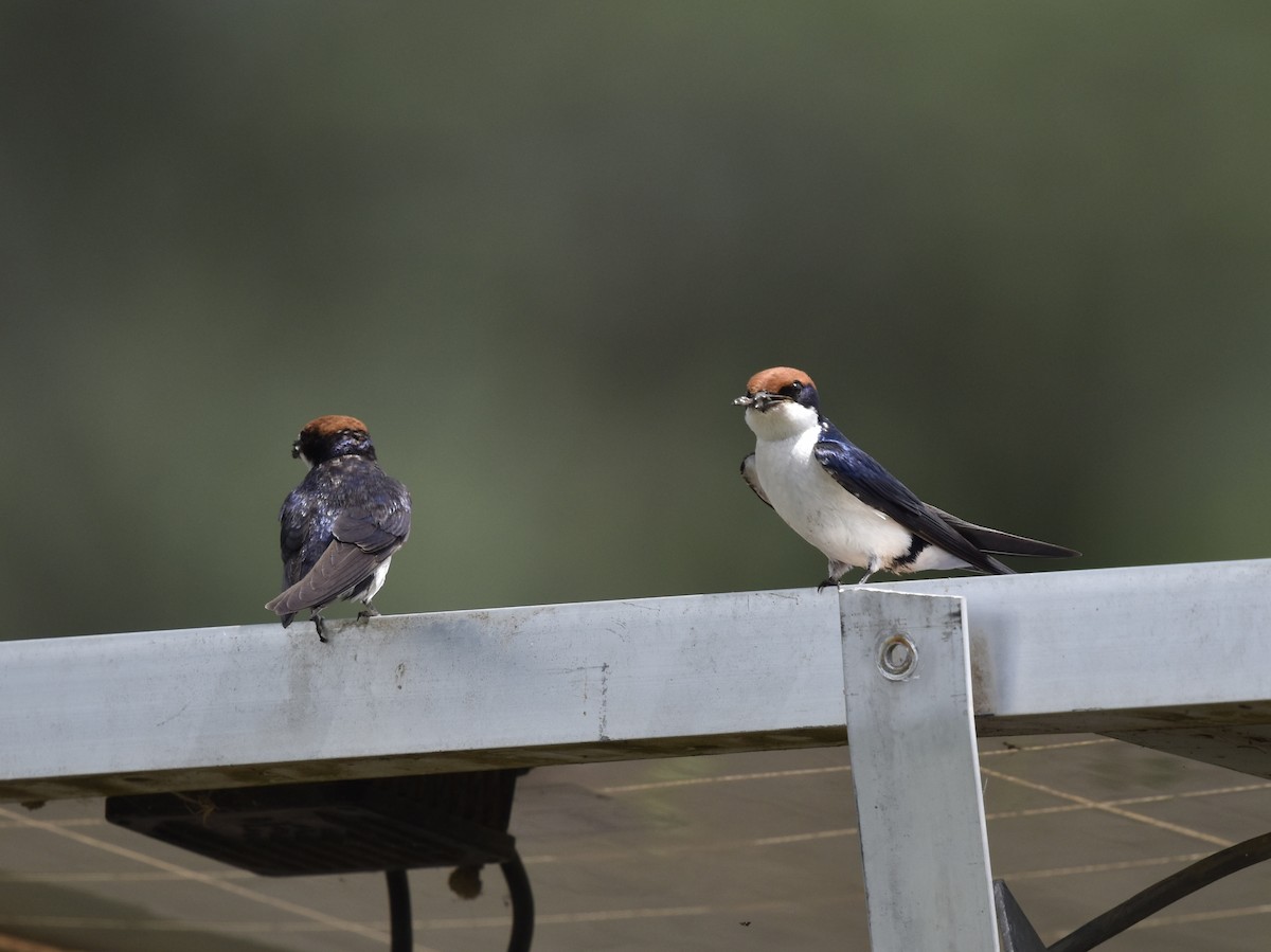 Wire-tailed Swallow - ML618331257
