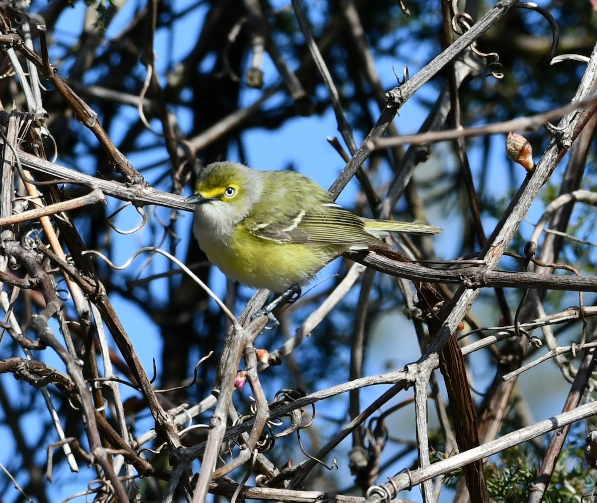 White-eyed Vireo - Mike St.Pierre