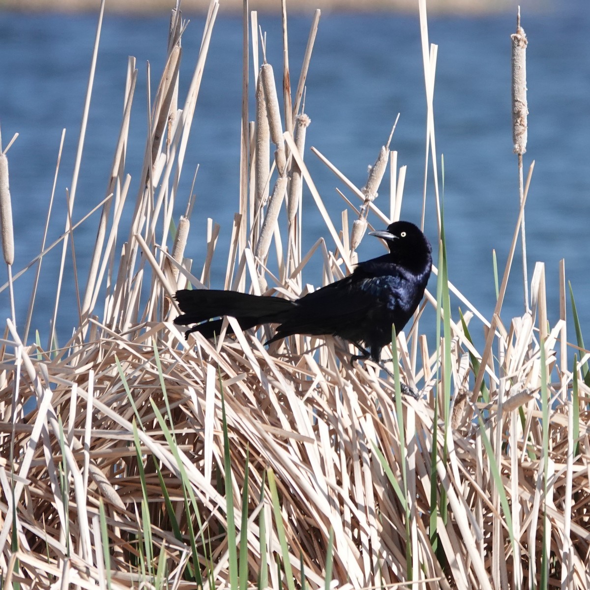 Great-tailed Grackle - ML618331293