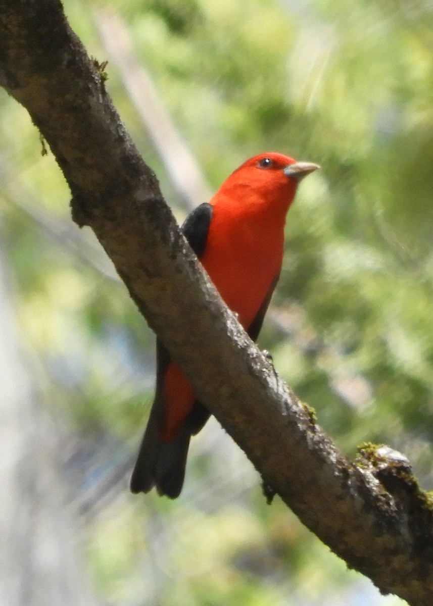 Scarlet Tanager - ML618331310