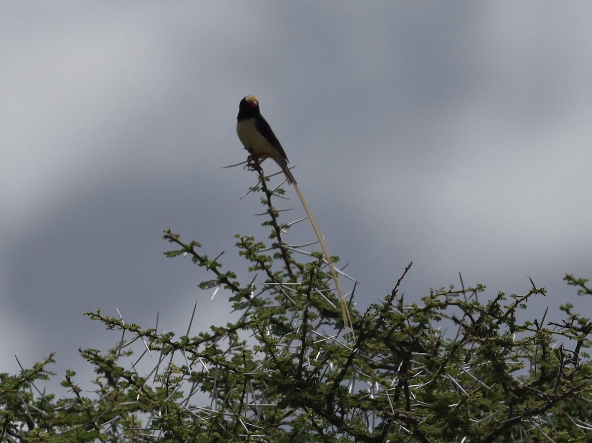 Straw-tailed Whydah - ML618331327
