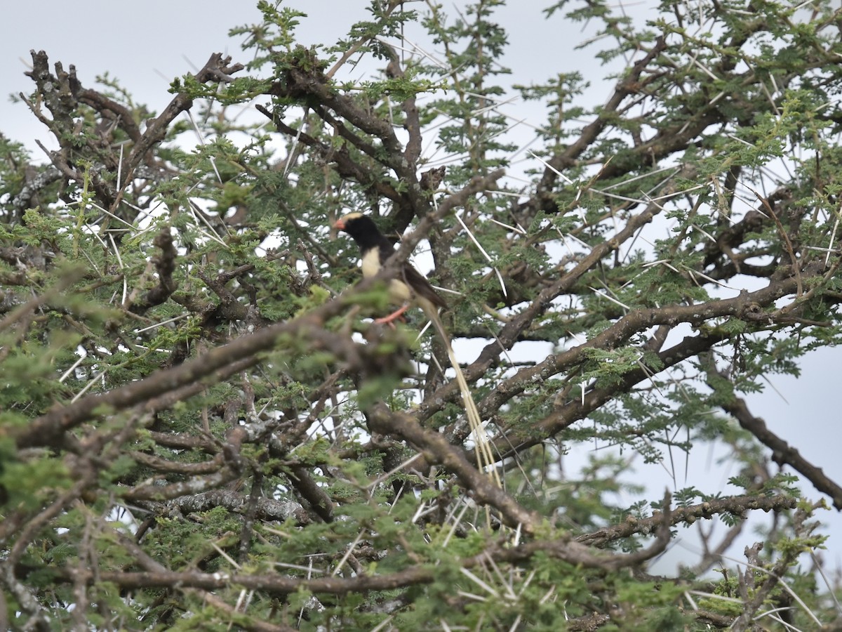 Straw-tailed Whydah - ML618331328