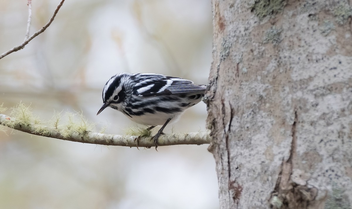 Black-and-white Warbler - ML618331345