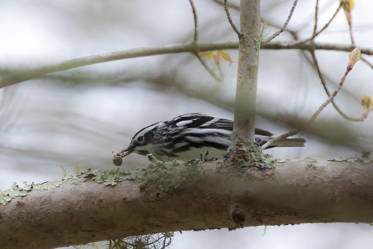 Black-and-white Warbler - ML618331346