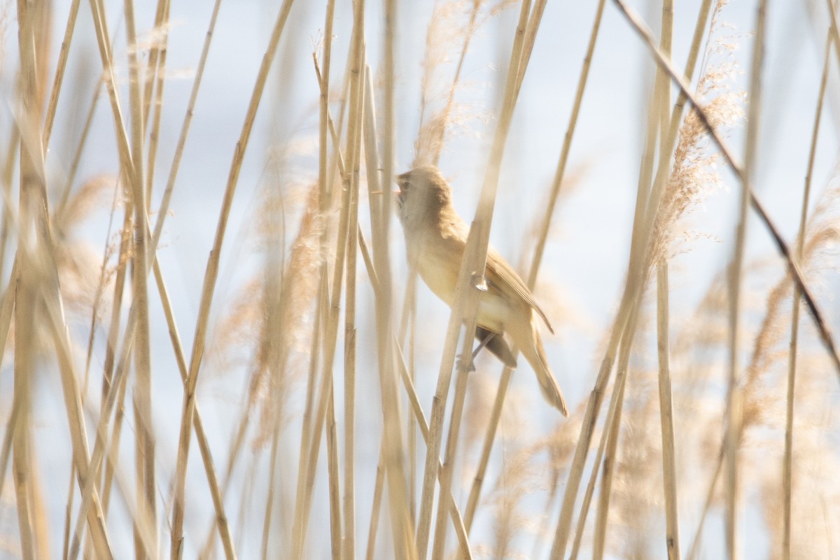 Great Reed Warbler - Letty Roedolf Groenenboom