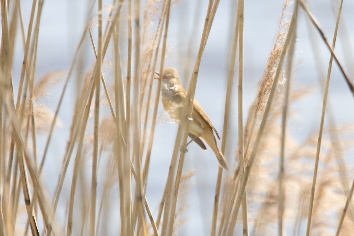 Great Reed Warbler - Letty Roedolf Groenenboom