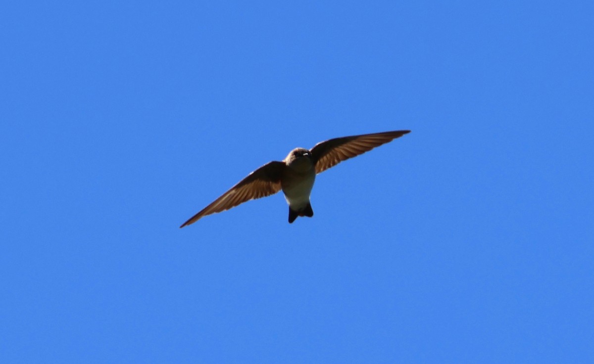 Northern Rough-winged Swallow - ML618331361