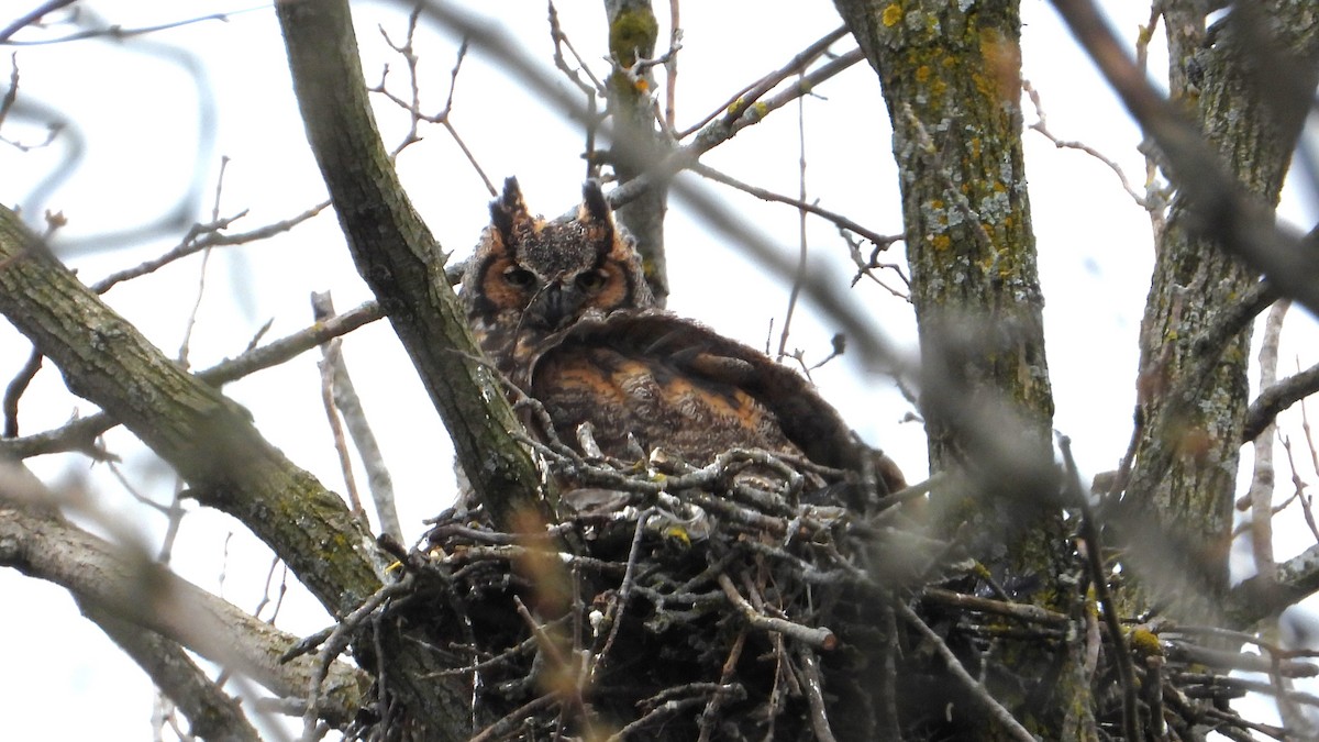 Great Horned Owl - ML618331372