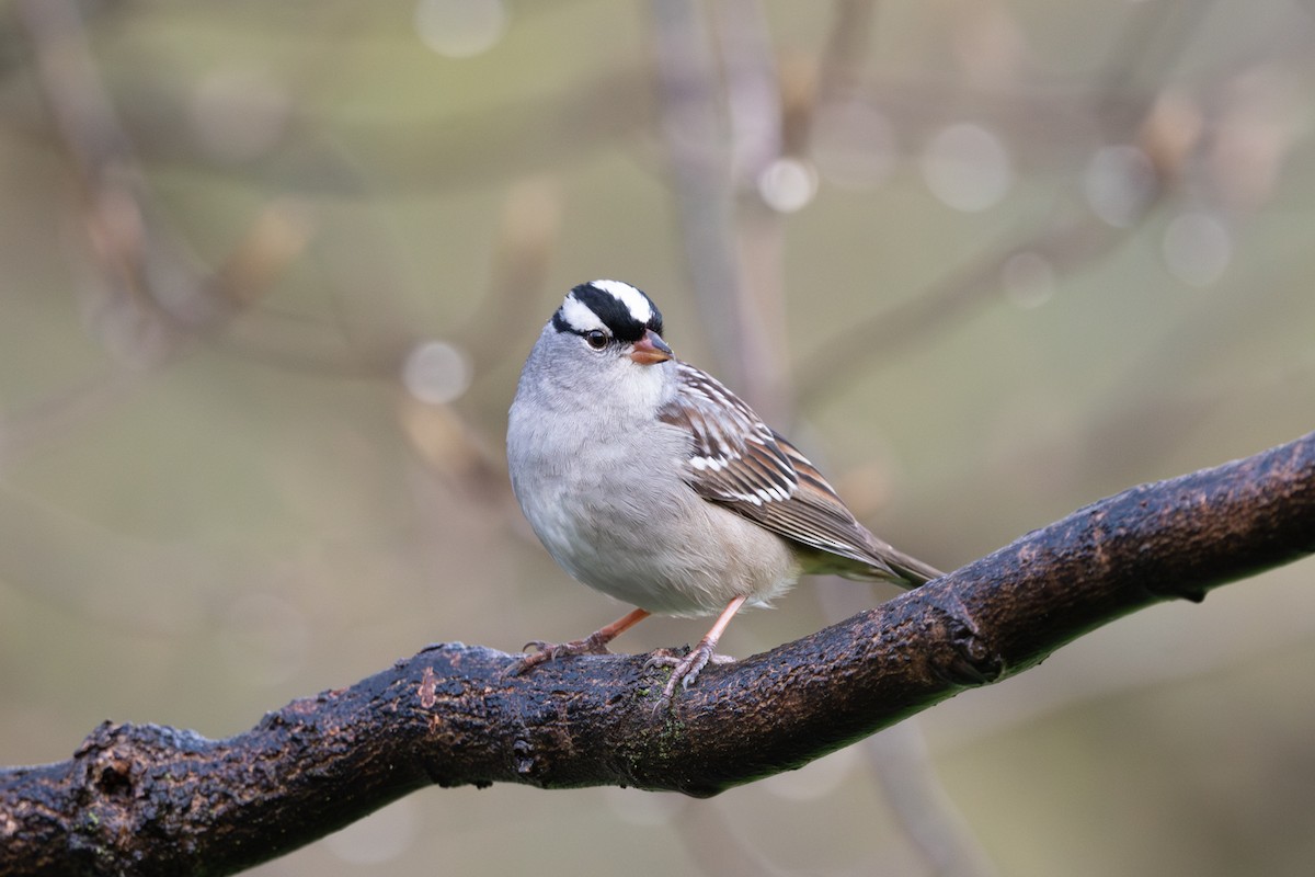 White-crowned Sparrow - Marcia Hagwood