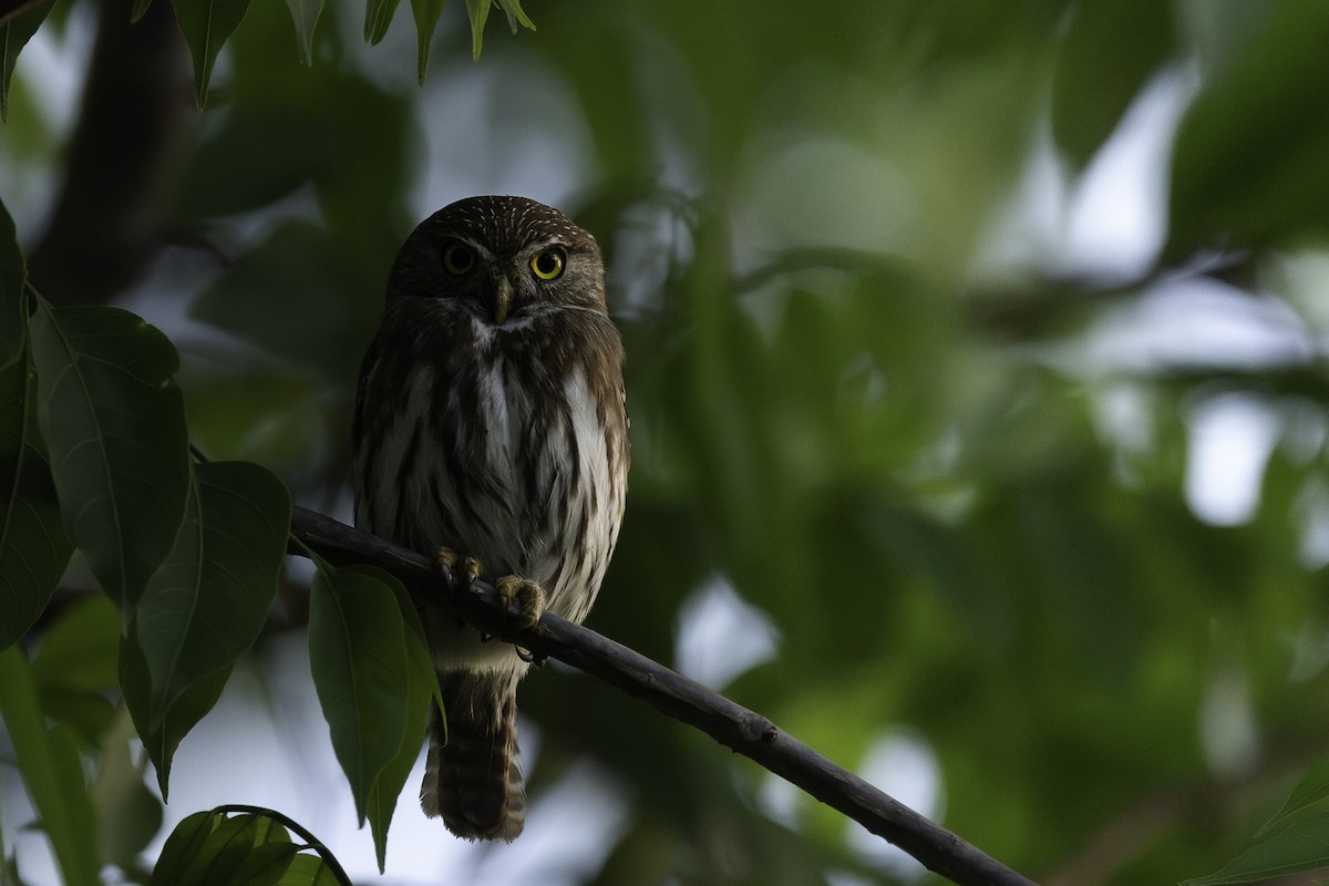 Ferruginous Pygmy-Owl - Luis Guillermo